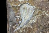 Fossil Ginkgo Leaf From North Dakota - Paleocene #81249-2